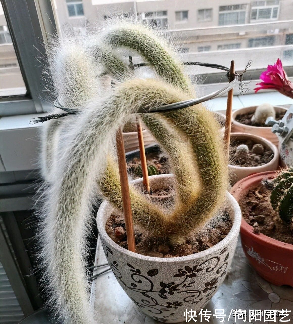 一盆猴尾柱，价值880，很多人不相信，买的人很多，植物也值钱