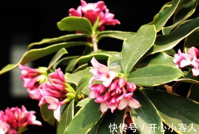 阳台就养这些花,花香味浓,久聚不散,香味飘满屋!