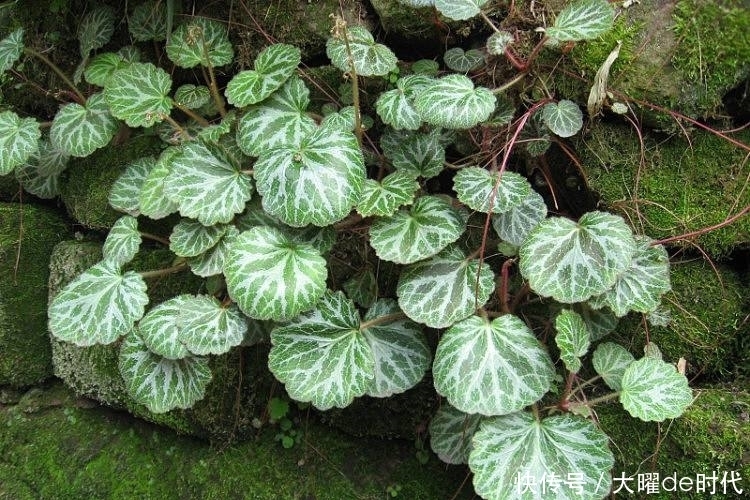 小毒|潮湿坎壁上生长的这种植物,有小毒,却对化脓性中耳炎有疗效