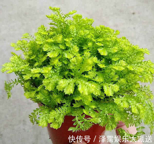 养花|喜欢养花,不如养盆大花秋葵,家里养四款花,花开易爆盆