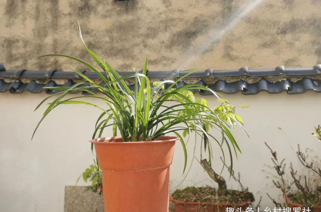 养兰花最怕什么?兰友只知其一却不知其二,怪不得养几年不开花