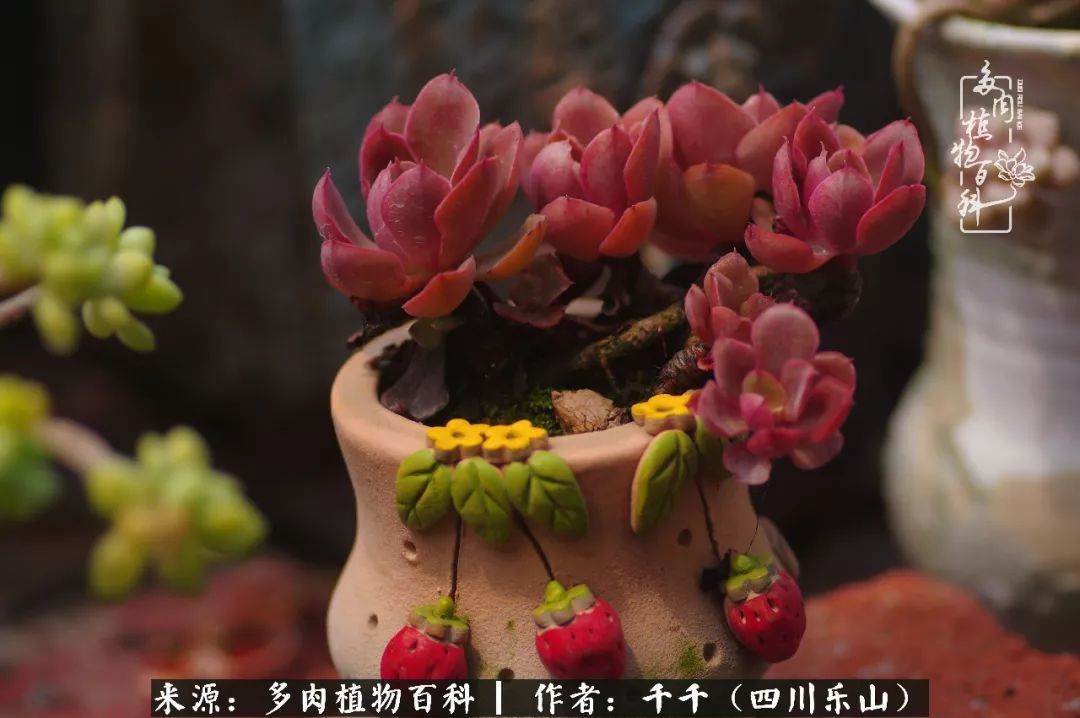 夏天日晒雨淋，秋老虎来势汹汹，你的多肉准备好逆袭了吗