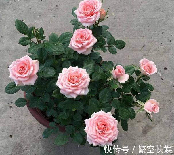 营养成分|家庭养花别靠买、买、买,将黄豆制成肥,让盆栽叶片绿得冒油