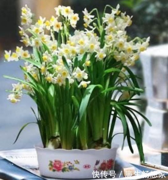 几种花很适合家里养,美艳又好养,寓意很吉祥,养一盆,芳香满屋