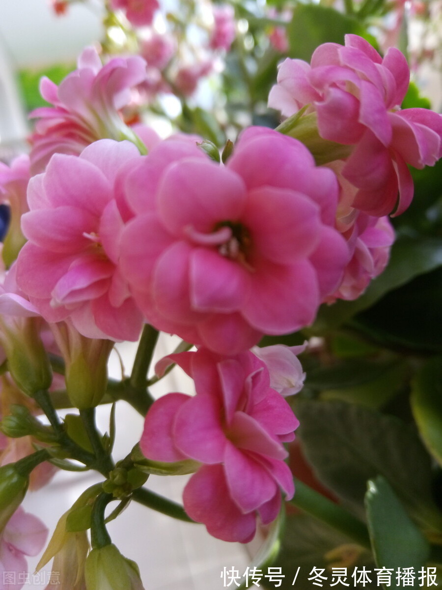 君子兰|5种漂亮的花,适合养在家里,好养又吉祥,光照少一些也能长得好