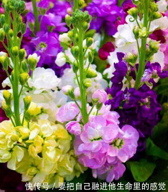 开花最香的4种花，家里养一盆，好养又漂亮，一开就是300多天！