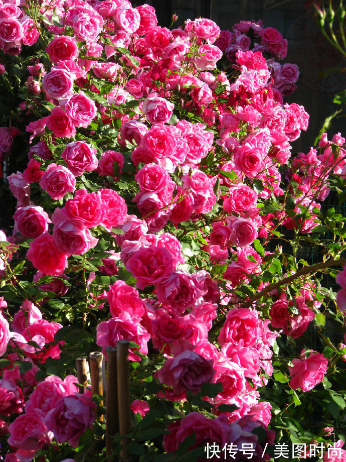 阳台上|为建花园,不顾反对买了一楼带院子,3年的亲手布置朋友都羡慕了