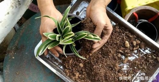 啤酒肥|家中有“它们”不要扔，将它们一处理，养花再不缺化肥、花土了