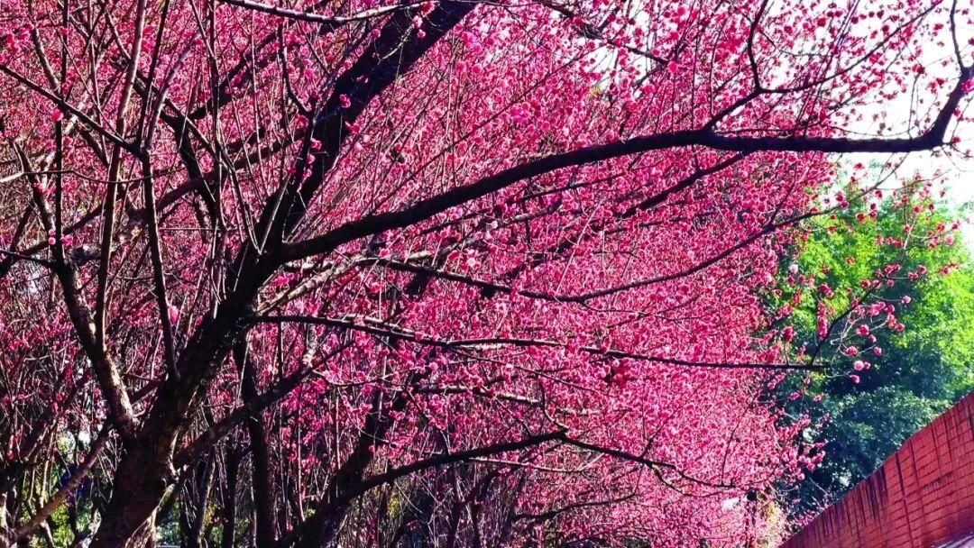 二月春光如酒浓 共赴广安花的盛宴