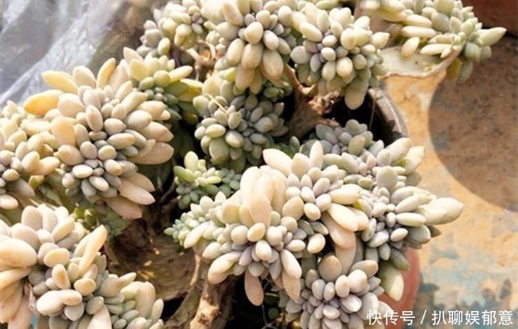白粉|多肉“长不高”,盆里加点“白粉末”,1个月后,不长也得长!