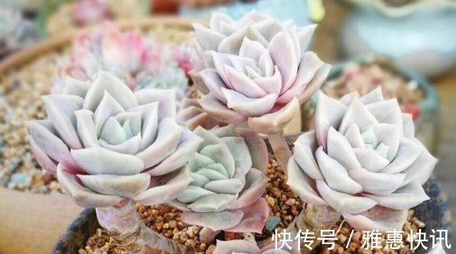 玫瑰|曾经贵到令人咋舌,且株型似玫瑰的可爱玫瑰多肉你现在还在养吗!