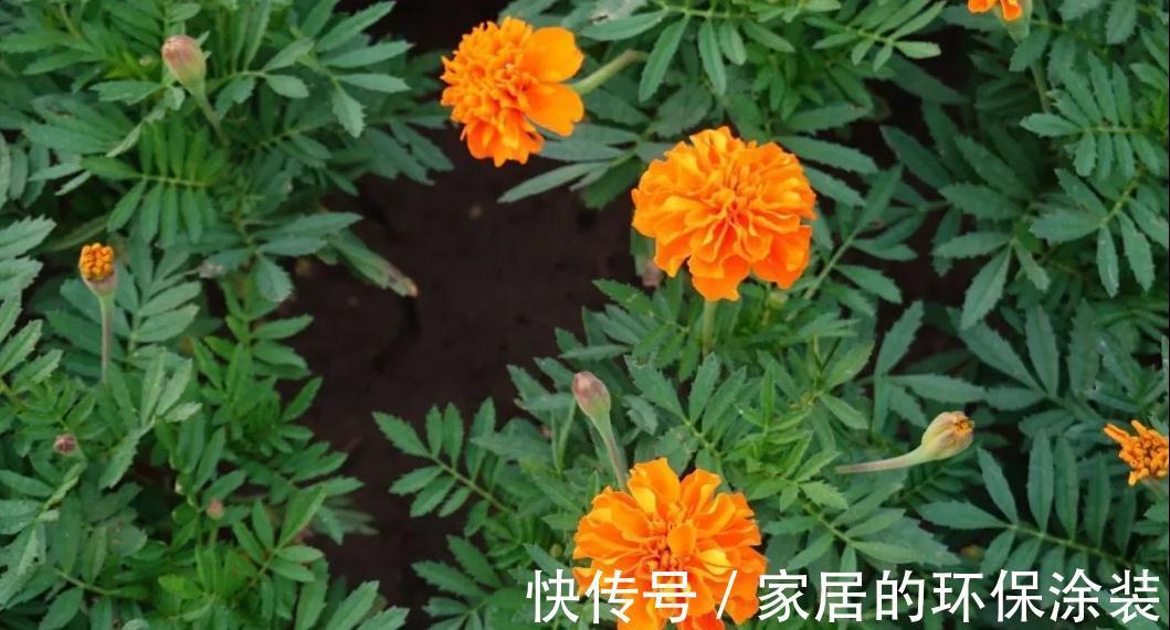 一年生|这14种花是一次性的，开完花就直接扔了吧，别浪费感情了