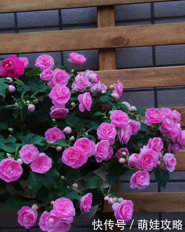 聪明人都在养的五种花，花期长、寓意好，花开一簇簇，好看极了！