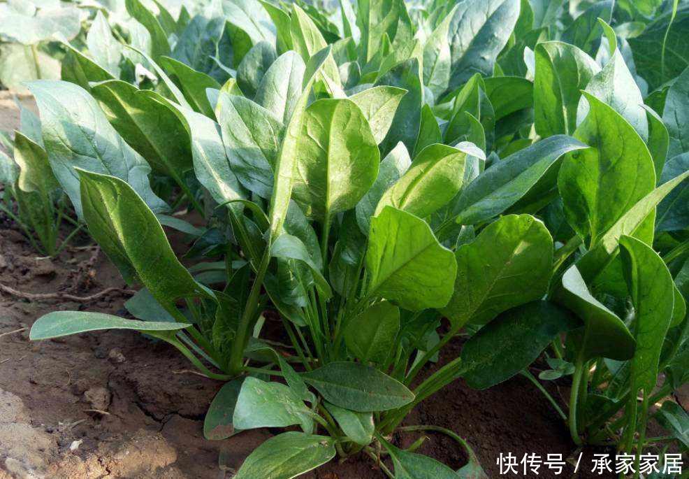 温度|气温低不好养花,不如学种菜,生长周期短成熟快,不用花钱买菜了