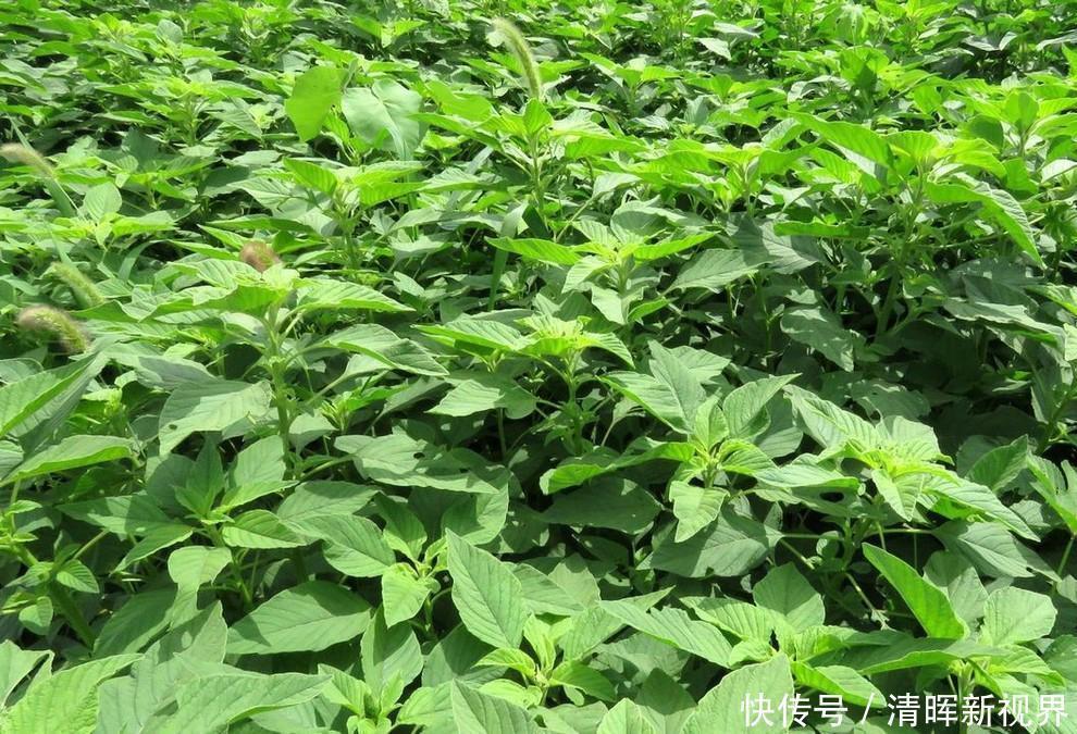 苋菜|人称“长寿菜”,过去常用来喂猪,但含钙比菠菜高,见到记得摘点