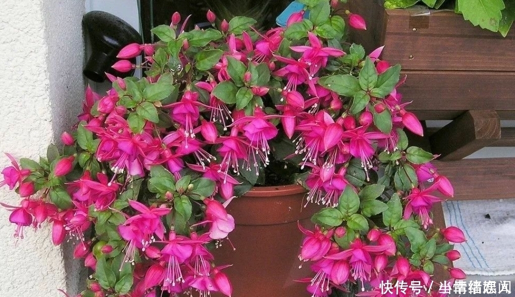 这四种花最怕过夏天,提前做好度夏保护,秋凉又开花