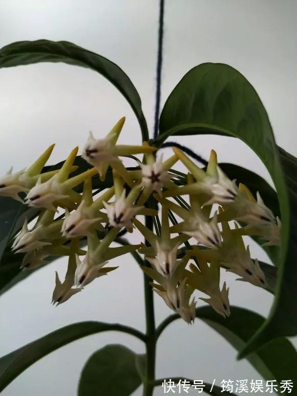 花球|5种花不用管，盆栽地栽都好养，自己就能长成大花球，花开还惊艳