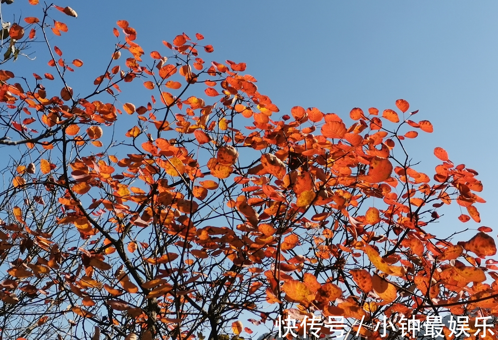 刘禹锡|西安秋色｜太平峪圭峰山红叶