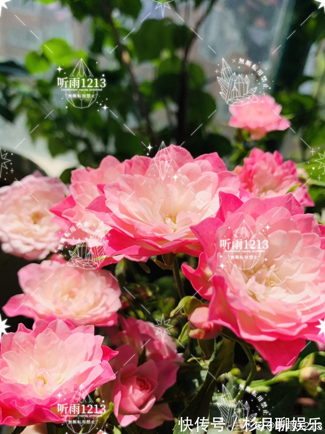 昙花|大爷家荷花种在花盆里,1次开花20朵,比巴掌还大!