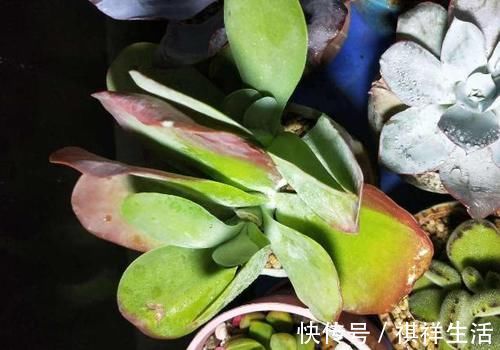 氮磷钾肥养多肉,全盆栽成“胖娃娃”,让别人看了都羡慕