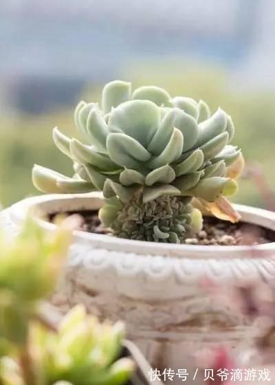 水和光多少是适量,50种常见多肉植物度夏攻略