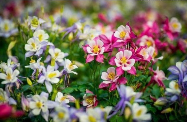 这三种花名字很土气，开花却能美翻天，可以和孔雀开屏媲美