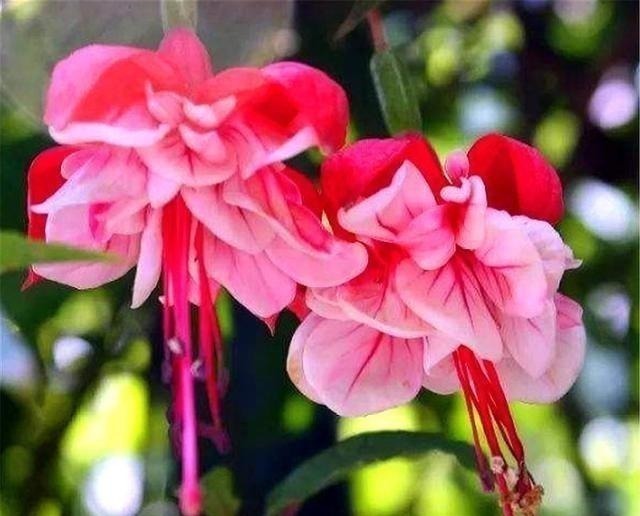 倒挂金钟|别养长寿花君子兰了,室内养花就选它,四季开花,过年挂满红灯笼