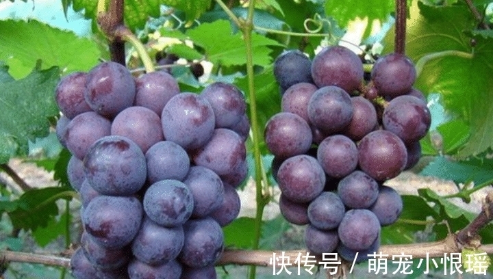 立秋后,遇到此果要多吃,3块钱1斤,补钙补铁,蒸一蒸香甜又松软