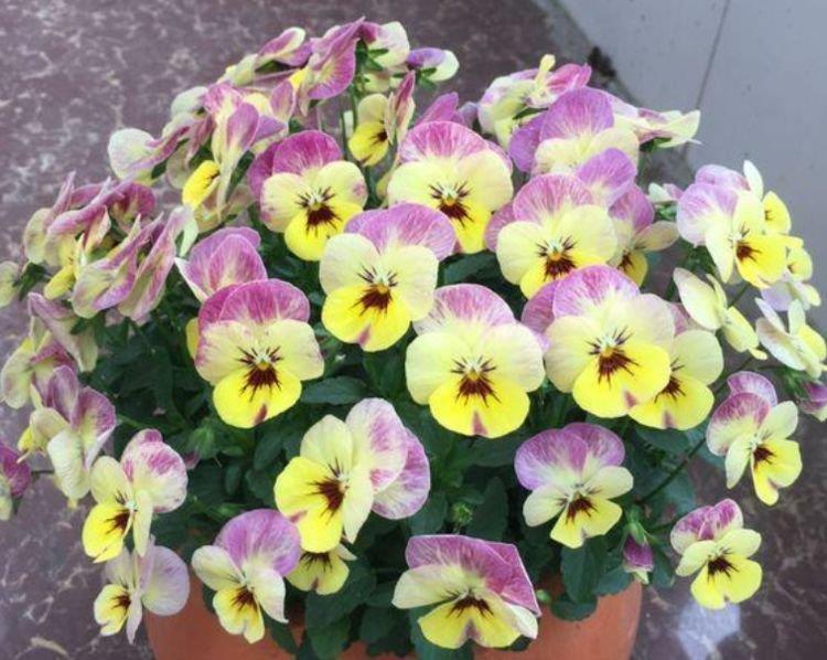 几种花,开花漂亮又好养,颜色丰富,给你一片花海!