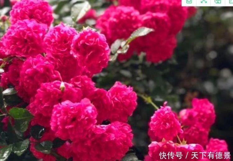 4种花养家里,福旺运旺财更旺,来年花开满园,香飘10层楼