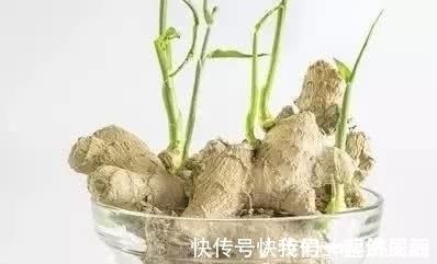 发霉|这4种常见食物发芽后也能放心吃，不仅没毒，营养价值还更高