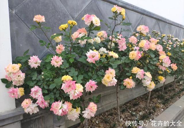 3种花养在小盆里,2年变老桩,茎干粗壮开花香,1次能开50朵