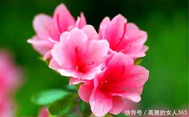 杜鹃花有“3怕”,难怪叶子发黄开花少,学会了花朵又大又鲜艳