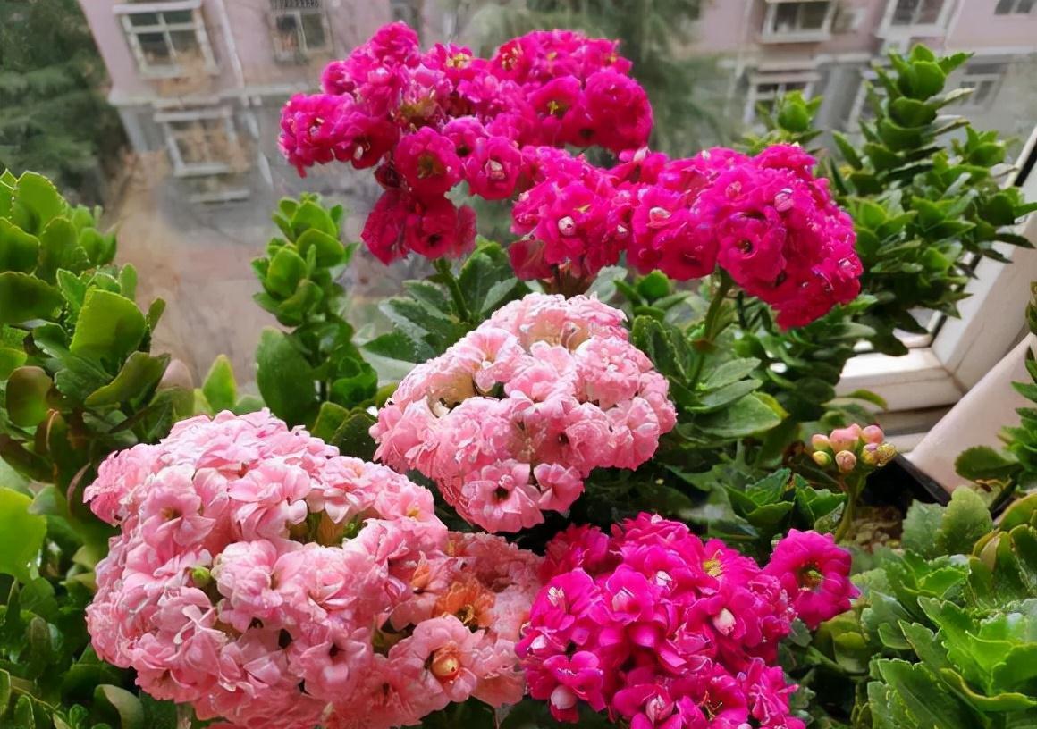 公认好养的“五种花”,漂亮又大气,还能养成老桩,越养越有价值