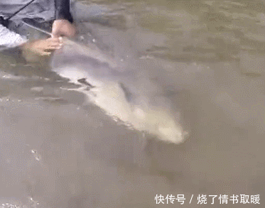 钓鱼高手!鱼竿质量好就行,鱼线不需太粗,野河钓获大鱼,幸运了