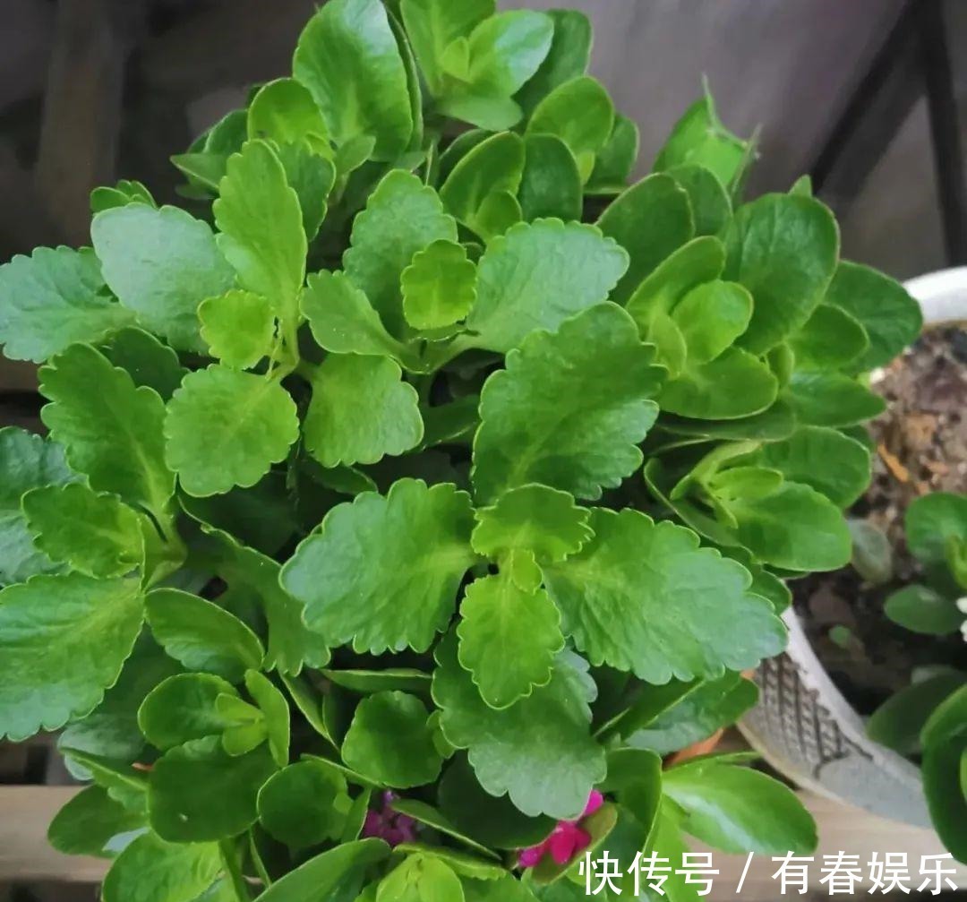 玛格丽特|现在养花要重剪,剃光头,撸光叶,越狠越爆盆