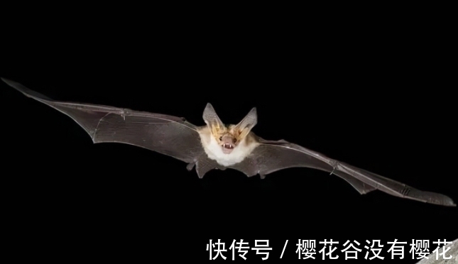 金蟾!古语:“想要家中富,屋里放四物”,究竟是哪四物?有道理吗?