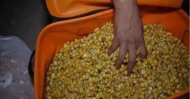 冬季钓鱼时,要知道“诱钓”很重要,在冷天也可以连竿不断