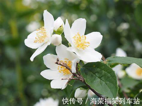 养花试试这几款,富含绿色,在非开花季节是很好的植物