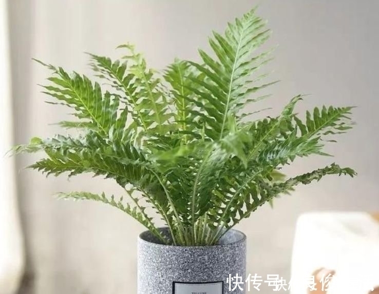 绿植界|客厅最适合养3种花，漂亮还能“旺财、旺运”，一养就上瘾