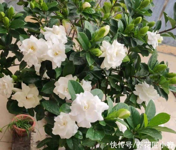 秋季|如果想要栀子花明年开花，秋季做好“5不1对”，春季花开满枝头