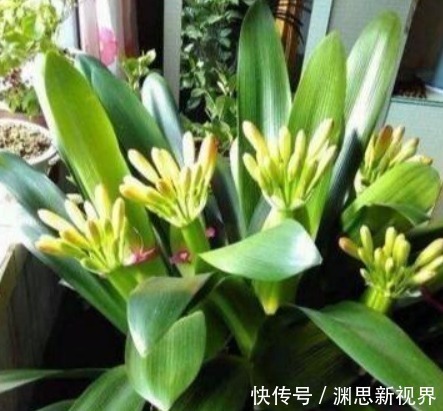 什么水果皮、黄豆水都不如“它”,盆里埋1勺,一年都不用施肥