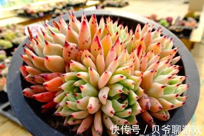 爪系多肉啥品种养的人最多?当然是绿爪!别说你没养,骗人可不好
