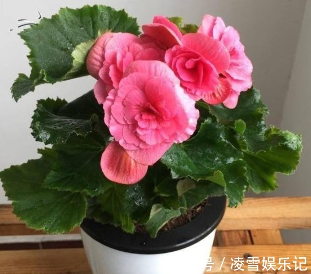 ''5种花''是懒人的最爱,有阳光就爆盆,给点水就“疯长”,太好养