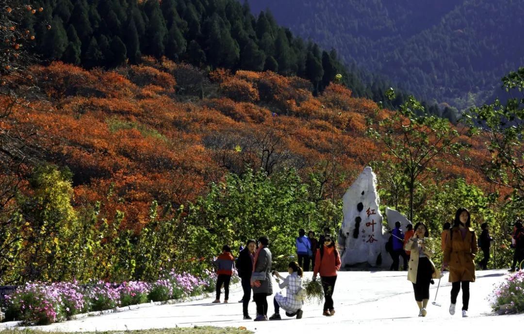 非物质文化遗产|伏羊节来啦，来吃“咩”？