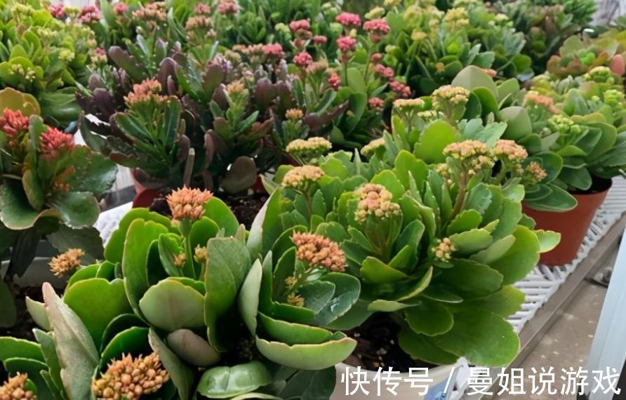 到了11月,养长寿花牢记这5点,盆栽花开一茬接一茬,又多又美