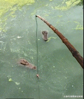 |搞笑GIF:看到这一幕,看感觉自己活的还不如一只狗了呢