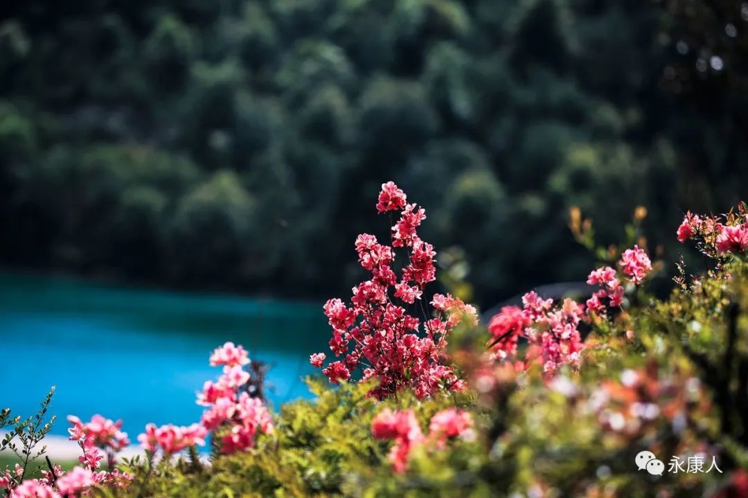 杜鹃花霸屏！永康这个地方的杜鹃花浓郁绽放