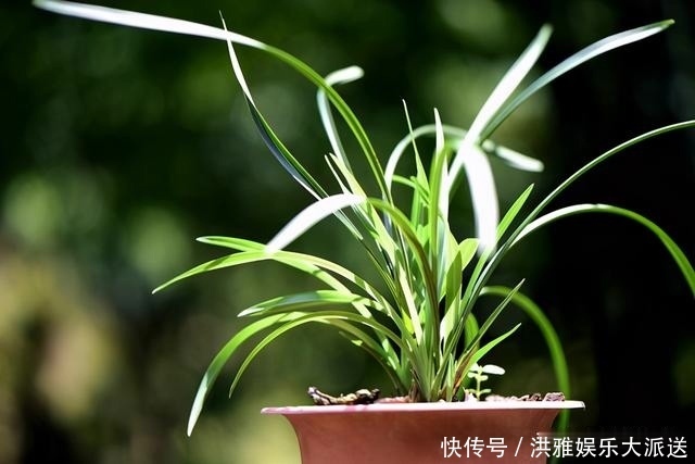 兰花怎么修剪整容三步骤三注意，兰友掌握就不难