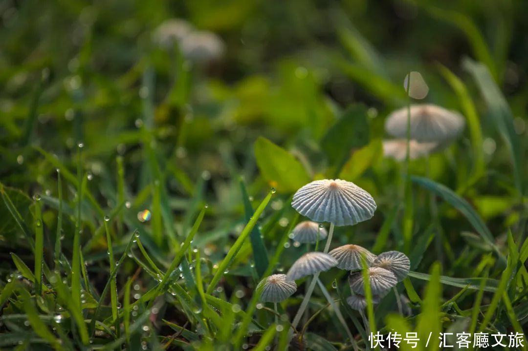 老年|彩云之南， 一个值得为了吃而即刻出发的地方！